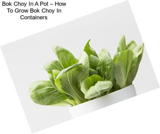 Bok Choy In A Pot – How To Grow Bok Choy In Containers