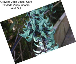Growing Jade Vines: Care Of Jade Vines Indoors And Out