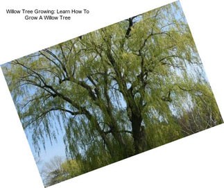 Willow Tree Growing: Learn How To Grow A Willow Tree