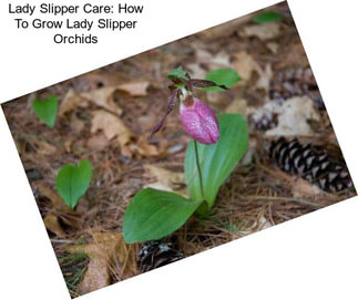 Lady Slipper Care: How To Grow Lady Slipper Orchids