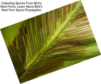 Collecting Spores From Bird\'s Nest Ferns: Learn About Bird\'s Nest Fern Spore Propagation