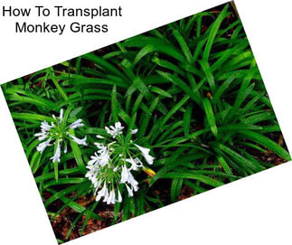 How To Transplant Monkey Grass