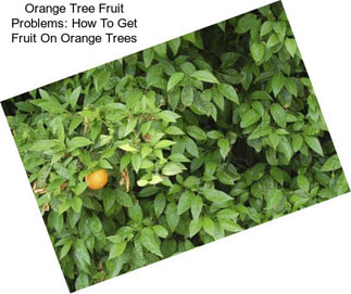 Orange Tree Fruit Problems: How To Get Fruit On Orange Trees