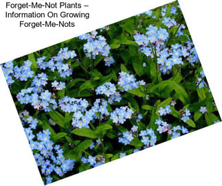 Forget-Me-Not Plants – Information On Growing Forget-Me-Nots