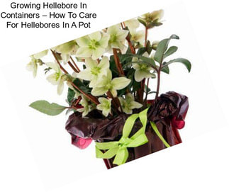 Growing Hellebore In Containers – How To Care For Hellebores In A Pot