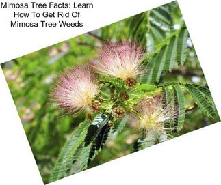 Mimosa Tree Facts: Learn How To Get Rid Of Mimosa Tree Weeds
