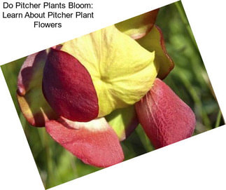 Do Pitcher Plants Bloom: Learn About Pitcher Plant Flowers