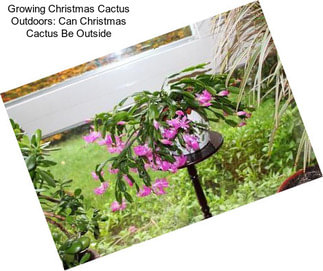 Growing Christmas Cactus Outdoors: Can Christmas Cactus Be Outside