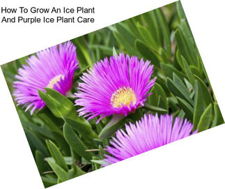 How To Grow An Ice Plant And Purple Ice Plant Care