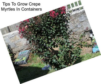 Tips To Grow Crepe Myrtles In Containers