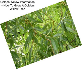 Golden Willow Information – How To Grow A Golden Willow Tree
