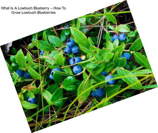 What Is A Lowbush Blueberry – How To Grow Lowbush Blueberries