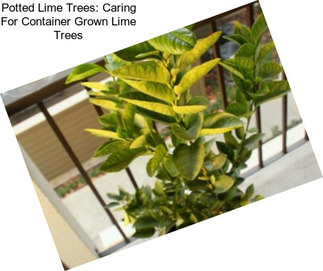 Potted Lime Trees: Caring For Container Grown Lime Trees