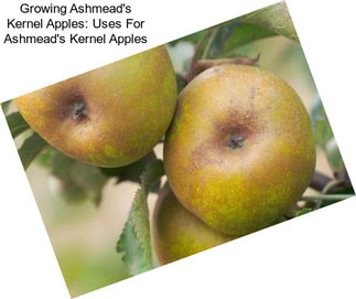 Growing Ashmead\'s Kernel Apples: Uses For Ashmead\'s Kernel Apples