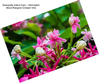 Quisqualis Indica Care – Information About Rangoon Creeper Vine