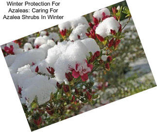 Winter Protection For Azaleas: Caring For Azalea Shrubs In Winter