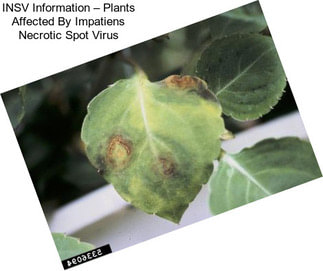 INSV Information – Plants Affected By Impatiens Necrotic Spot Virus