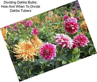 Dividing Dahlia Bulbs: How And When To Divide Dahlia Tubers