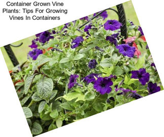 Container Grown Vine Plants: Tips For Growing Vines In Containers