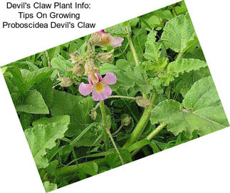 Devil\'s Claw Plant Info: Tips On Growing Proboscidea Devil\'s Claw