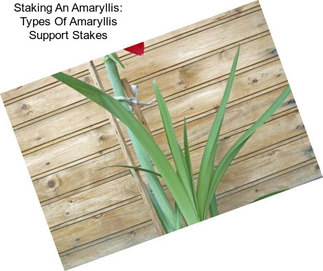 Staking An Amaryllis: Types Of Amaryllis Support Stakes