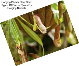 Hanging Pitcher Plant Care: Types Of Pitcher Plants For Hanging Baskets