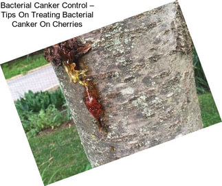 Bacterial Canker Control – Tips On Treating Bacterial Canker On Cherries