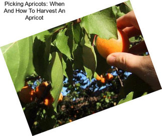 Picking Apricots: When And How To Harvest An Apricot