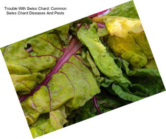 Trouble With Swiss Chard: Common Swiss Chard Diseases And Pests