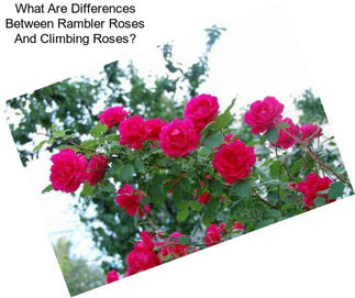 What Are Differences Between Rambler Roses And Climbing Roses?