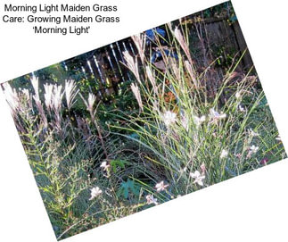 Morning Light Maiden Grass Care: Growing Maiden Grass ‘Morning Light\'