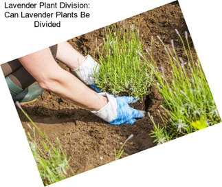 Lavender Plant Division: Can Lavender Plants Be Divided