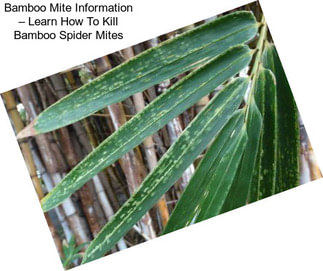 Bamboo Mite Information – Learn How To Kill Bamboo Spider Mites