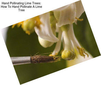 Hand Pollinating Lime Trees: How To Hand Pollinate A Lime Tree