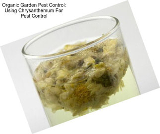 Organic Garden Pest Control: Using Chrysanthemum For Pest Control