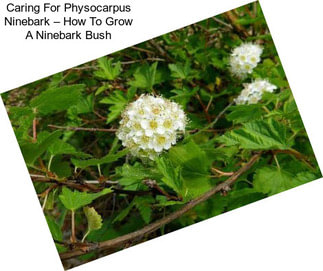 Caring For Physocarpus Ninebark – How To Grow A Ninebark Bush