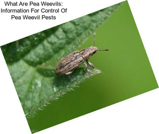 What Are Pea Weevils: Information For Control Of Pea Weevil Pests