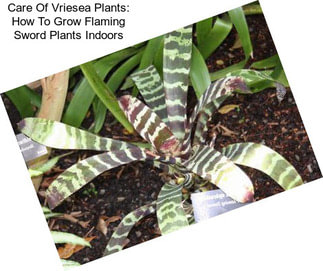 Care Of Vriesea Plants: How To Grow Flaming Sword Plants Indoors