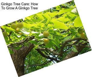 Ginkgo Tree Care: How To Grow A Ginkgo Tree