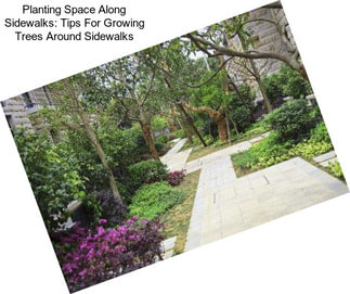 Planting Space Along Sidewalks: Tips For Growing Trees Around Sidewalks