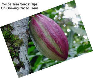 Cocoa Tree Seeds: Tips On Growing Cacao Trees