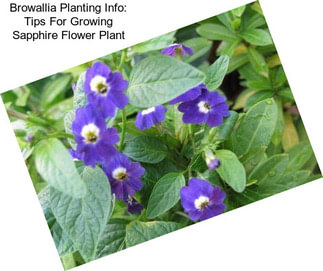 Browallia Planting Info: Tips For Growing Sapphire Flower Plant