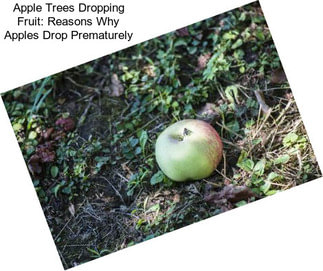Apple Trees Dropping Fruit: Reasons Why Apples Drop Prematurely