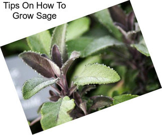 Tips On How To Grow Sage