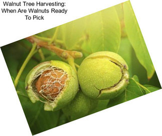Walnut Tree Harvesting: When Are Walnuts Ready To Pick