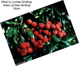 What Is Lychee Girdling: Does Lychee Girdling Work