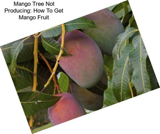 Mango Tree Not Producing: How To Get Mango Fruit