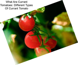 What Are Currant Tomatoes: Different Types Of Currant Tomato