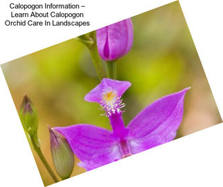 Calopogon Information – Learn About Calopogon Orchid Care In Landscapes