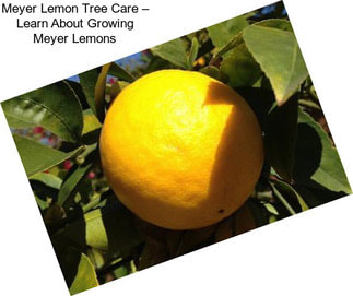 Meyer Lemon Tree Care – Learn About Growing Meyer Lemons